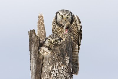 northern hawk owls at nest 050809IMG_3510