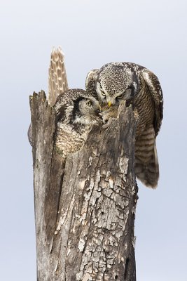 northern hawks owl at nest 050809IMG_3516