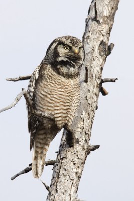 northern hawk owl 050809IMG_3608
