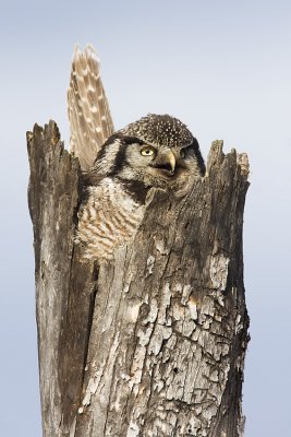 northern hawk owl at nest 050809IMG_3648