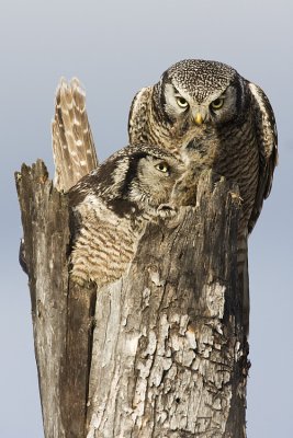 northern hawk owls at nest 050809IMG_3775