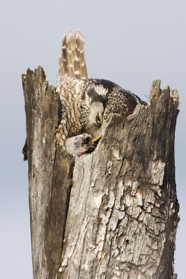 northern hawk owls at nest 050809IMG_3804