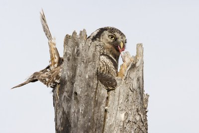northern hawk owl at nest 051009IMG_5736