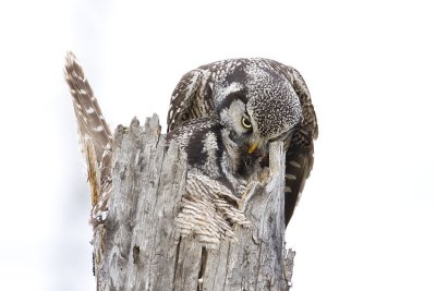 northern hawk owls at nest 051009IMG_5874