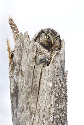 northern hawk owls at nest 051009IMG_5920