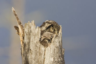 northern hawk owl at nest 051009IMG_6032