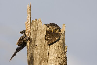 northern hawk owl at nest 051009IMG_6237