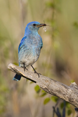 mountain bluebird 061309_MG_6398