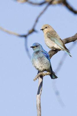 mountain bluebirds 061309_MG_6479