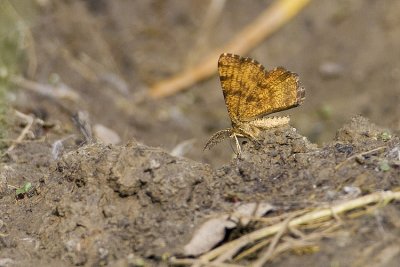 Cranberry Spanworm moth 061409_MG_7812