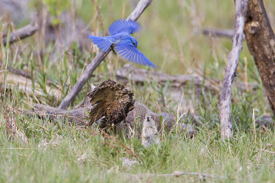 mountain bluebird & ground squirrel 061409_MG_7077