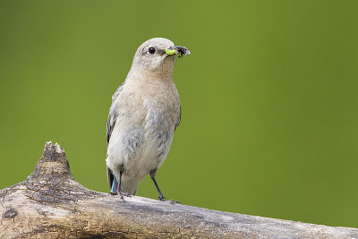 mountain bluebird 061409_MG_7321