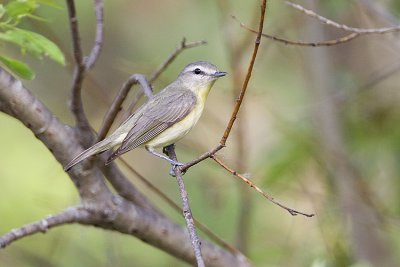 philadelphia vireo 061409_MG_8283