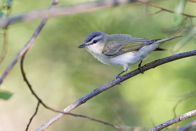 red-eyed vireo 061609_MG_8692