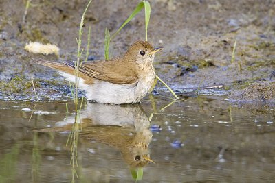 veery 061409_MG_8450