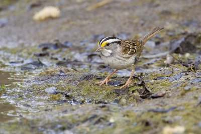 white-throated sparrow 061409_MG_8300