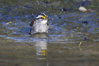 white-throated sparrow 061609_MG_8680