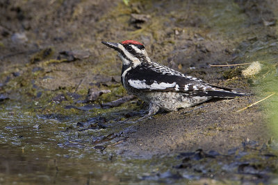 yellow-bellied sapsucker 061409_MG_8114