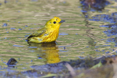 yellow warbler 061609_MG_8648