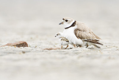 piping plovers 062109_MG_0436