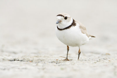 piping plover 062109_MG_0490
