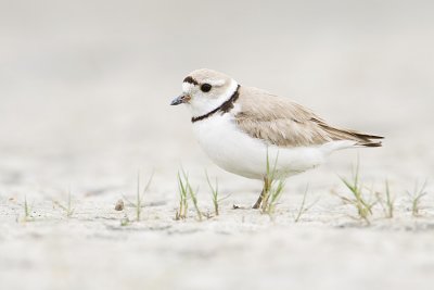 piping plover 062109_MG_0496