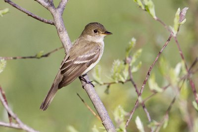 alder flycatcher 062009_MG_9784