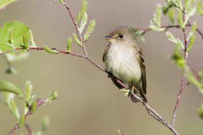 alder flycatcher 062009_MG_9861