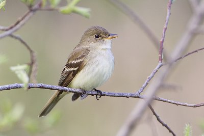 Alder Flycatchers