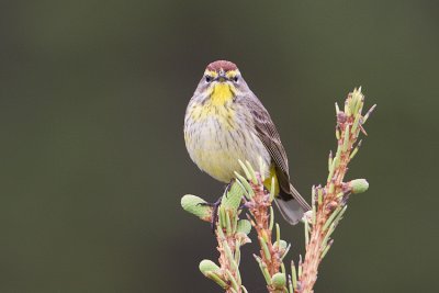 palm warbler 062009_MG_9565