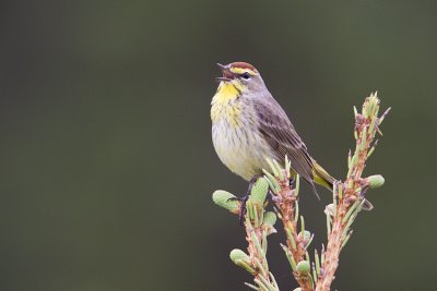 palm warbler 062009_MG_9567