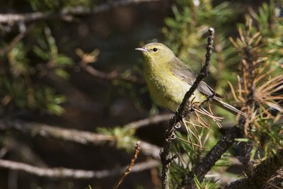 orange-crowned warbler 062809_MG_0656