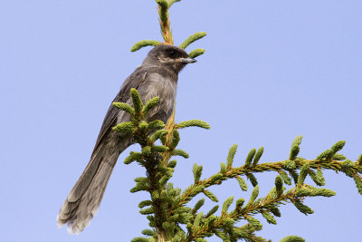 gray jay 070109_MG_1400
