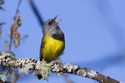 mourning warbler 070109_MG_1192