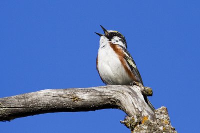 chestnut-sided warbler 063009_MG_0949