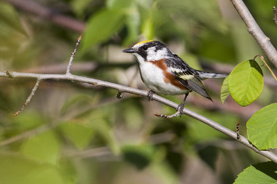 chestnut-sided warbler 063009_MG_0821