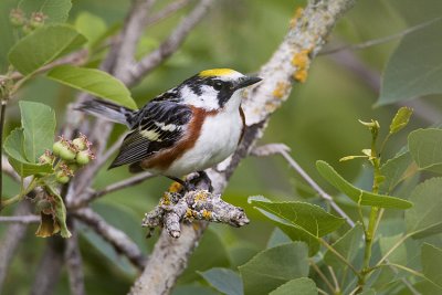 chestnut-sided warbler 063009_MG_0795