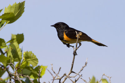 american redstart 070409_MG_2803