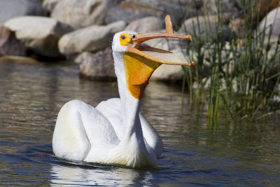 american white pelican 070509_MG_3645