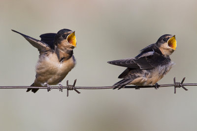 barn swallows 070509_MG_3501