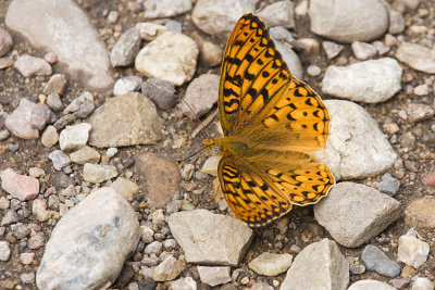 Northwestern Fritillary 070409_MG_6615