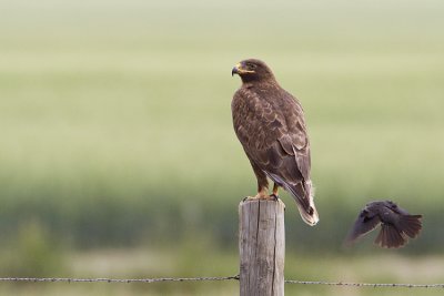 ferruginous hawk 070409_MG_3391
