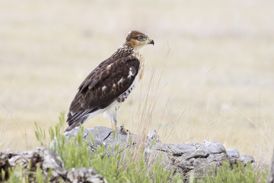 ferruginous hawk 070509_MG_3944