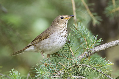 Swainson's Thrushes