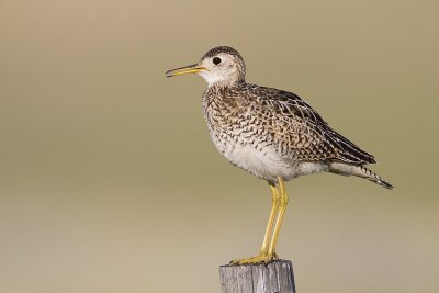 upland sandpiper 070409_MG_2539