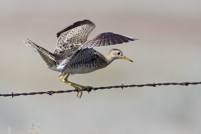 upland sandpiper 070409_MG_3121