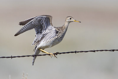 upland sandpiper 070409_MG_3127