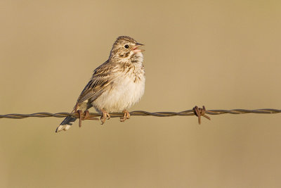 Vesper Sparrows