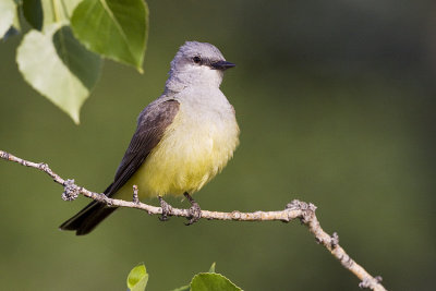 western kingbird 070509_MG_3451