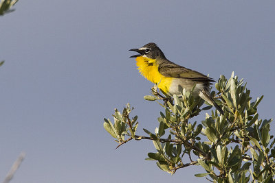 yellow-breasted chat 070309_MG_1658